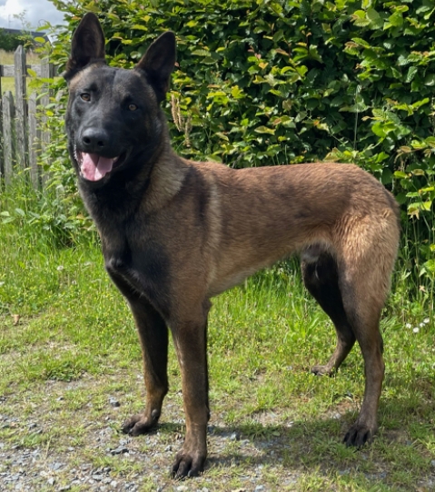 Chien de garde Rocky